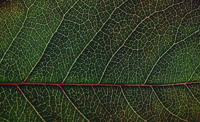 Veins, leaf, macro, close up