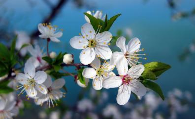 White, cherry blossom, pollen, flowers, closeup