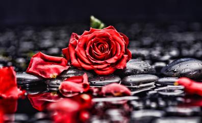 Pebbles, rocks, red rose, blur, portrait