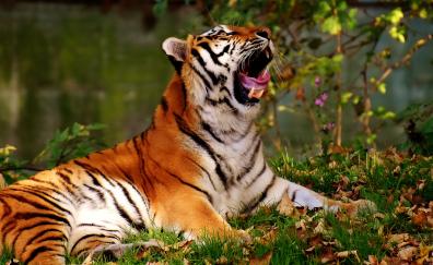 Big cat, yawn, tiger, animal, predator