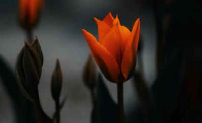 Tulip, orange flower, portrait