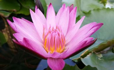 Water lily, pink flower, close up