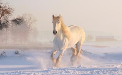White horse, run, animal