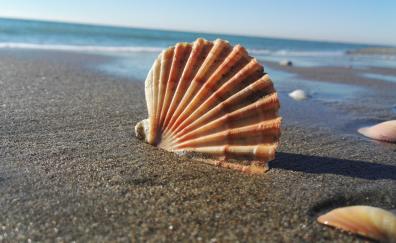 Coast, sand, shell, close up