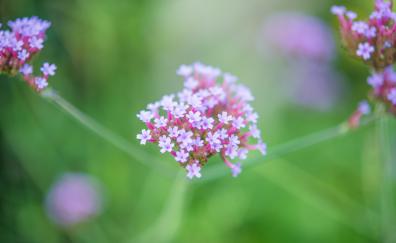 Beautiful, flora, blur, flowers