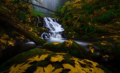 Columbia River Gorge, forest, nature