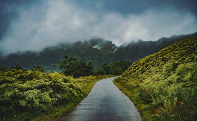 Road through green hills, mist, nature
