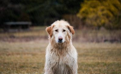 Labrador Retriever, dog, wet