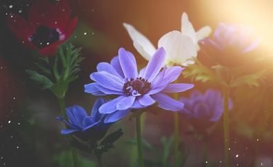 Portrait, Anemone, flowers, blue