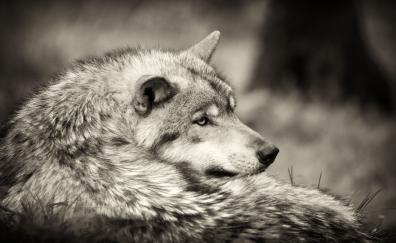 Wolf, animal wild, sepia