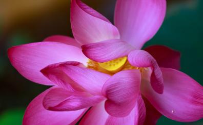 Lotus, flowers, close up, petals