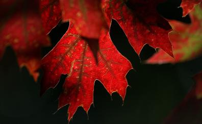 Maple leaf, red, close up