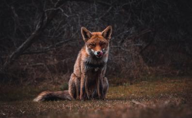 Fox, predator, animal