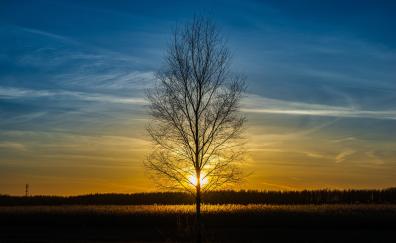 Leafless tree, silhouette, landscape, sunset