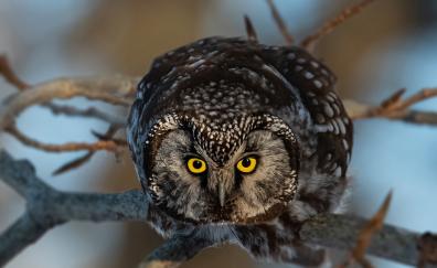 Yellow eyes of owl bird, curious predator