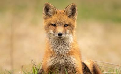 Cute, Red fox, predator