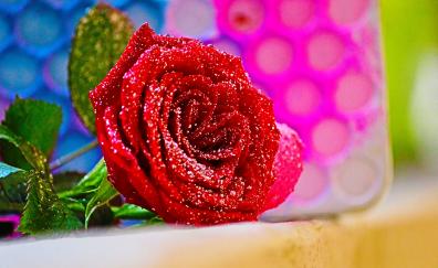 Red rose, close up, flower