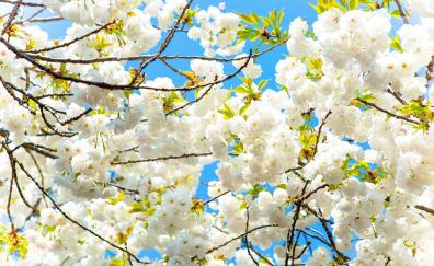 Tree branches, flowers, white, nature, blossom