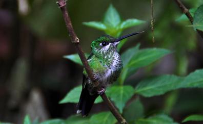 Cute, bird, close up, hummingbird