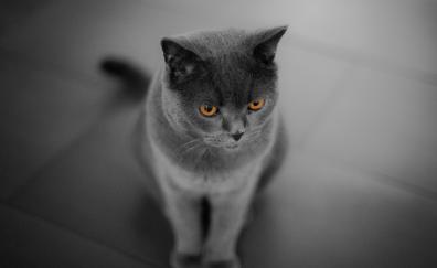 Curious, British Shorthair, cat, orange eyes