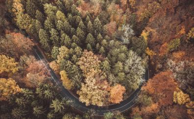 Autumn, highway, forest, aerial view
