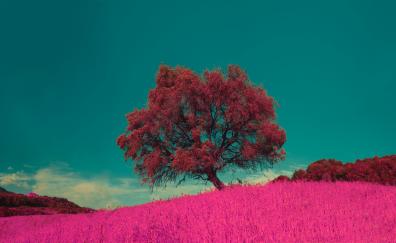 Pink flowers and tree, landscape, nature