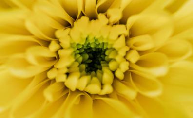 Macro, yellow flower