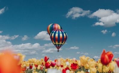 Hot air balloons, white-red-yellow tulips, farm