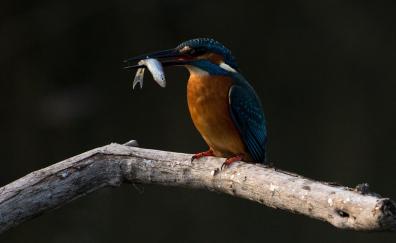 Nature, kingfisher, colorful
