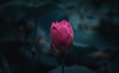Flower bloom, pink lotus, portrait