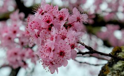 Pink, cherry flowers, blossom, spring