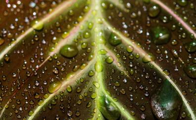Veins of the leaf, close up, drops