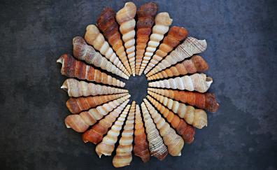 Seashell, circle, arranged
