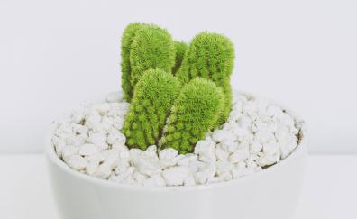 Cactus, plants, pot, flora