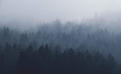 Misty day, fog, nature, trees