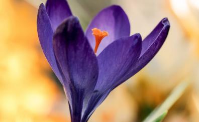 Close up, pollen, crocus, purple