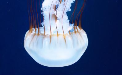 Jellyfish, white glow, underwater