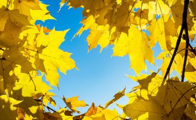 Yellow leaves, maple's leaves, autumn