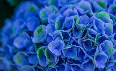 Bloom, blue, Hydrangeas, close up