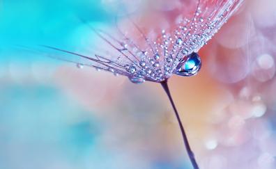 Dew drops, flower, macro, Huawei Mediapad