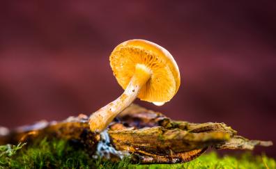 Mushroom, wild yellow small fungal plant
