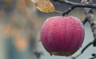 Apple, dew drops, red fruit, close up