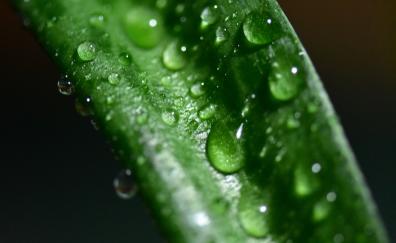 Green leaf, close up, drops