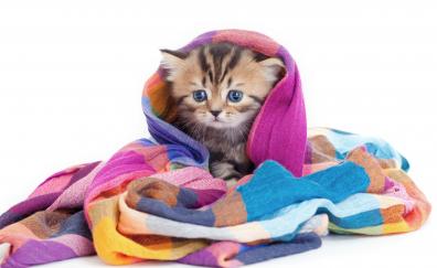 Cute, animal, feline wrap in blanket