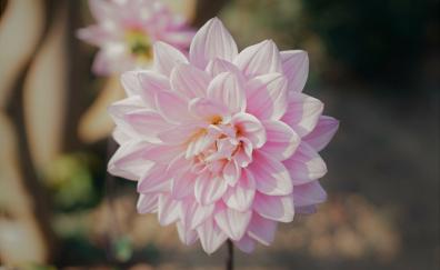 Bloom, pink flower
