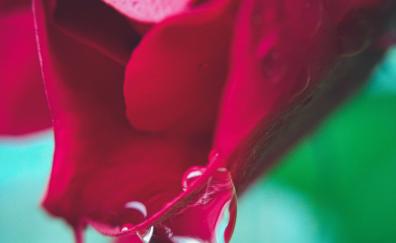 Rose, flower, macro, drops