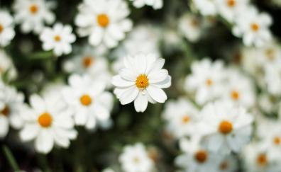 Blur, bloom, white daisy, flowers