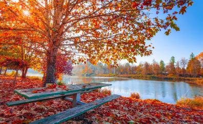 Autumn, fall, maple tree, foliage, autumn, leaves, sunny day, lakeside