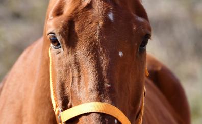 Brown, horse, animal, muzzle
