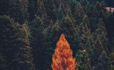 Pine forest, tree, fall, nature